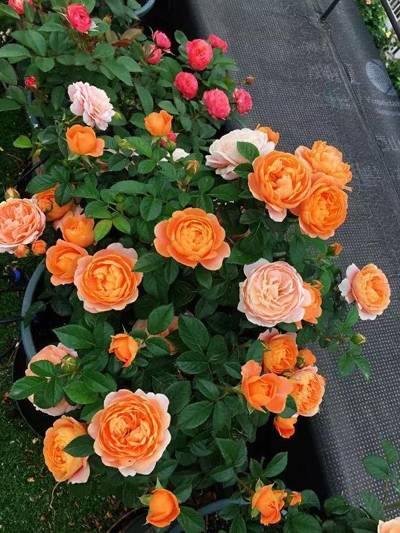 老花匠透露养花秘方,老花匠养花技术视频