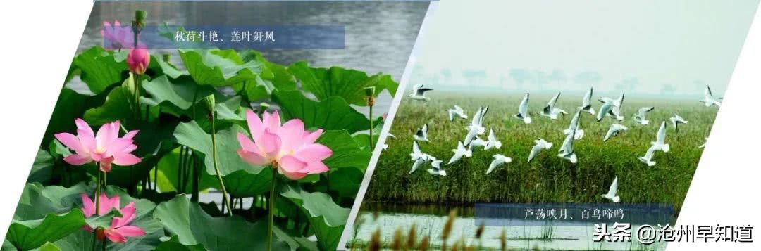 闻名遐迩的沧州，神奇的土地看得见的美！想不想一起更了解狮城呢