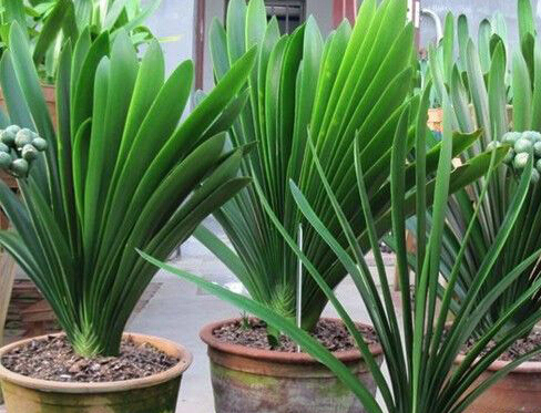 夏季怎样养好君子兰小苗视频,夏季养护君子兰的正确方法