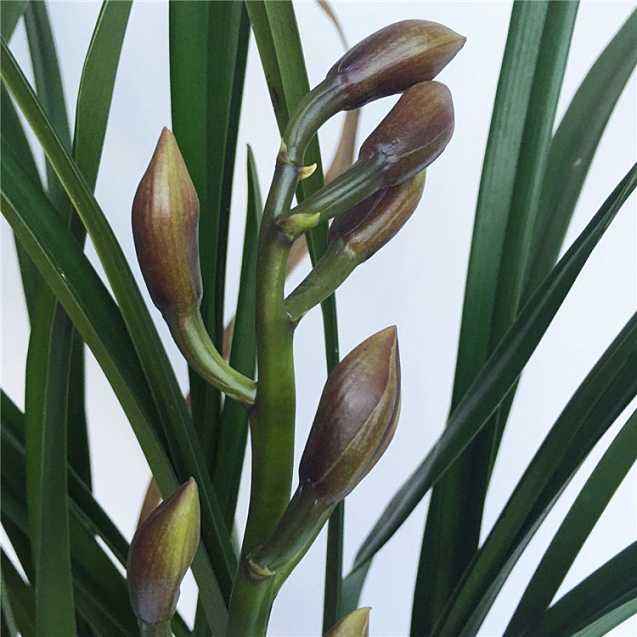 新买的大花蕙兰花如何上盆,大花蕙兰买回第二年怎么养开花