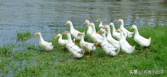 圈养蛋鸭怎么提高产蛋率,养鸭怎么提高质量