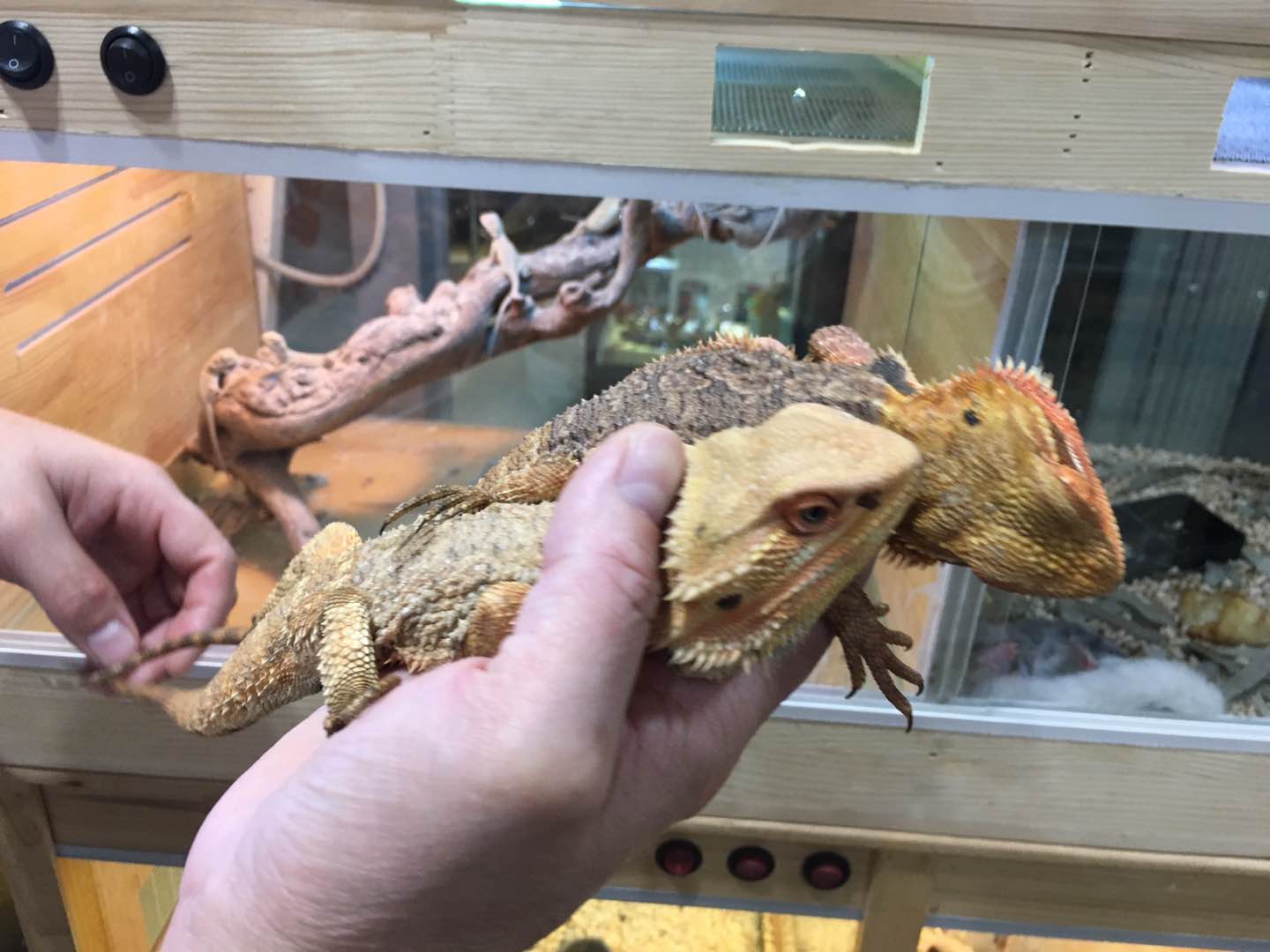 巨蜥被判了几年,巨蜥判几年