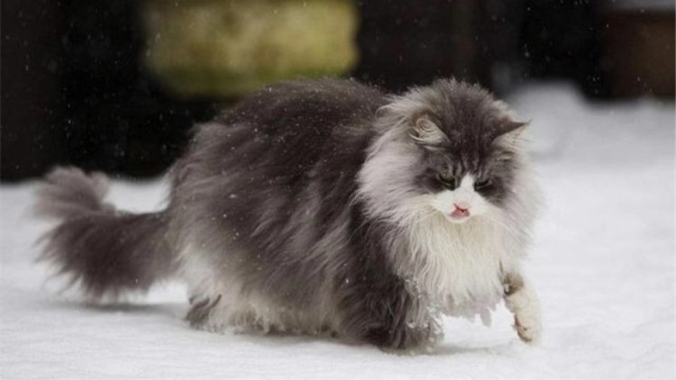 猫咪长年溜眼是怎么回事,猫咪有必要清理耳朵吗