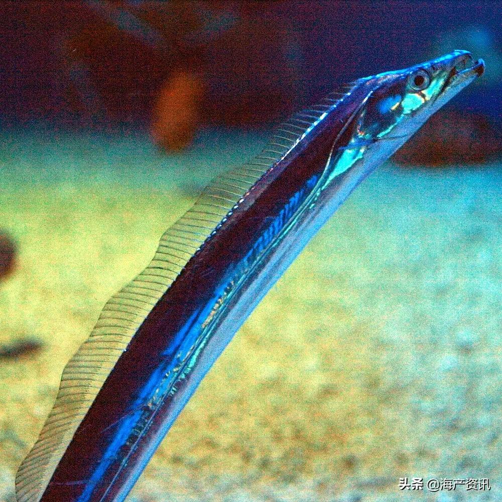 明明是纯天然的深海贵族，为什么却成了中国最平民的海鲜？