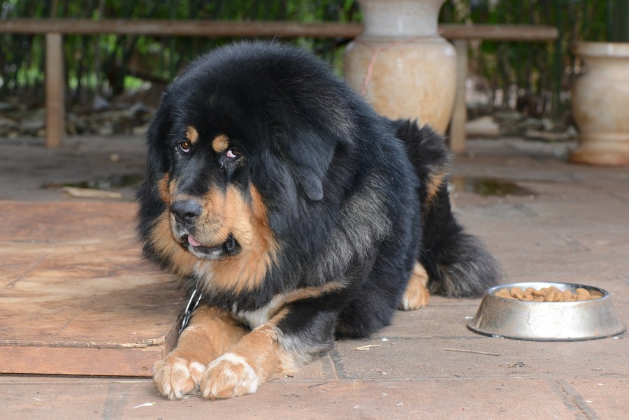 建议穷人养的10种便宜狗100以内,公认最好养的十种狗便宜