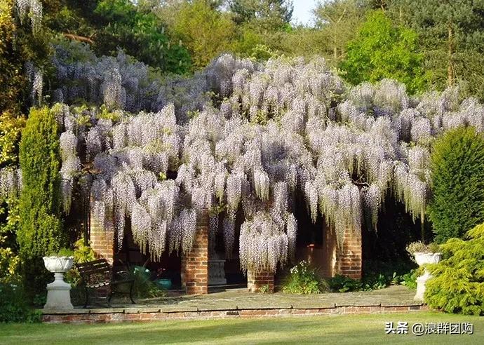 中式庭院藤类植物,枫树和紫藤