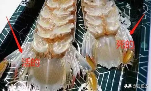 据说在天津，没有一只皮皮虾能活着走出去！