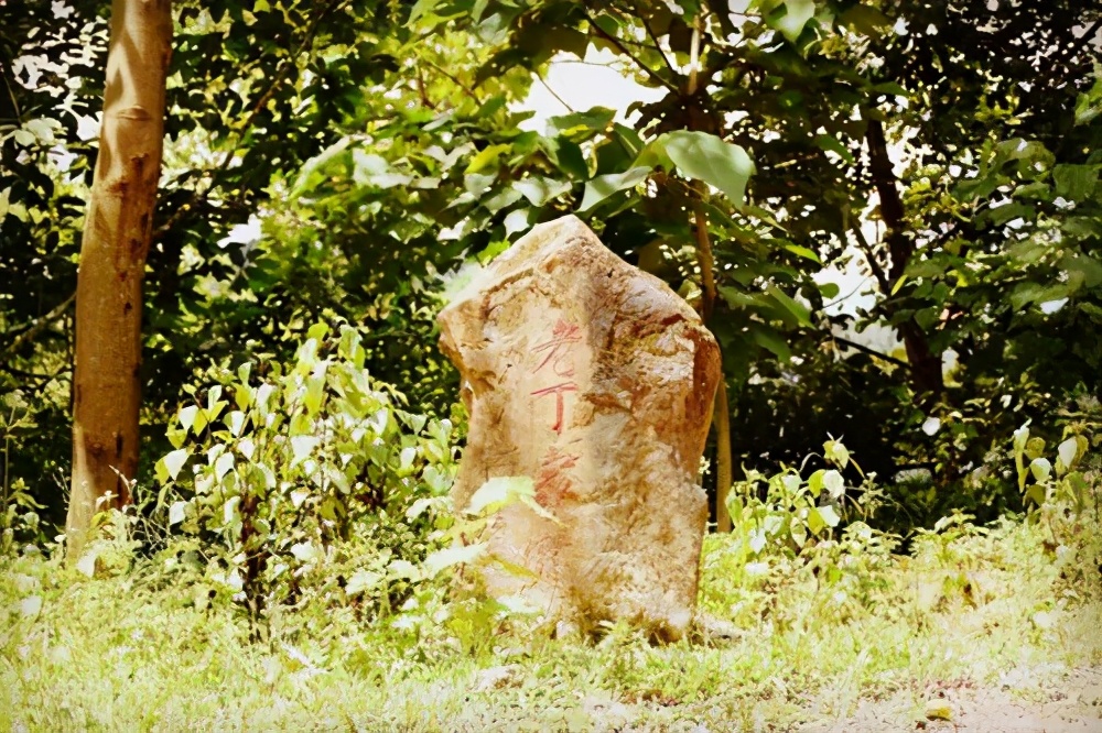 生茶张古树普洱,易武麻黑和落水洞哪个好