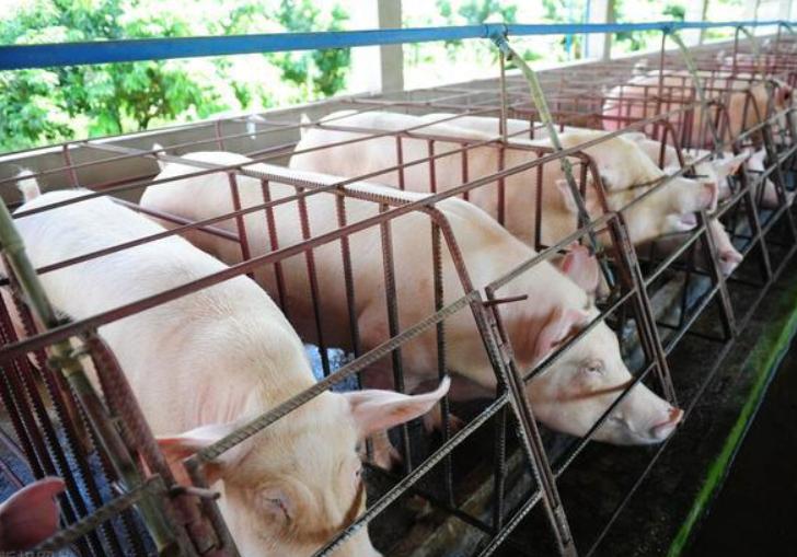 为什么母猪产后站不起来,母猪产后三天站不起来怎么办