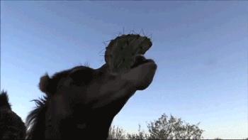 生物学的惊天大秘密,你不可不知的五十个生物学知识