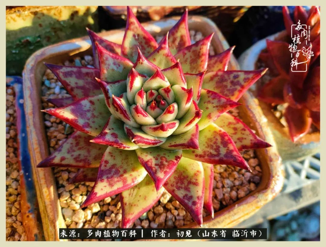 和多肉植物相伴,和多肉相处的心情