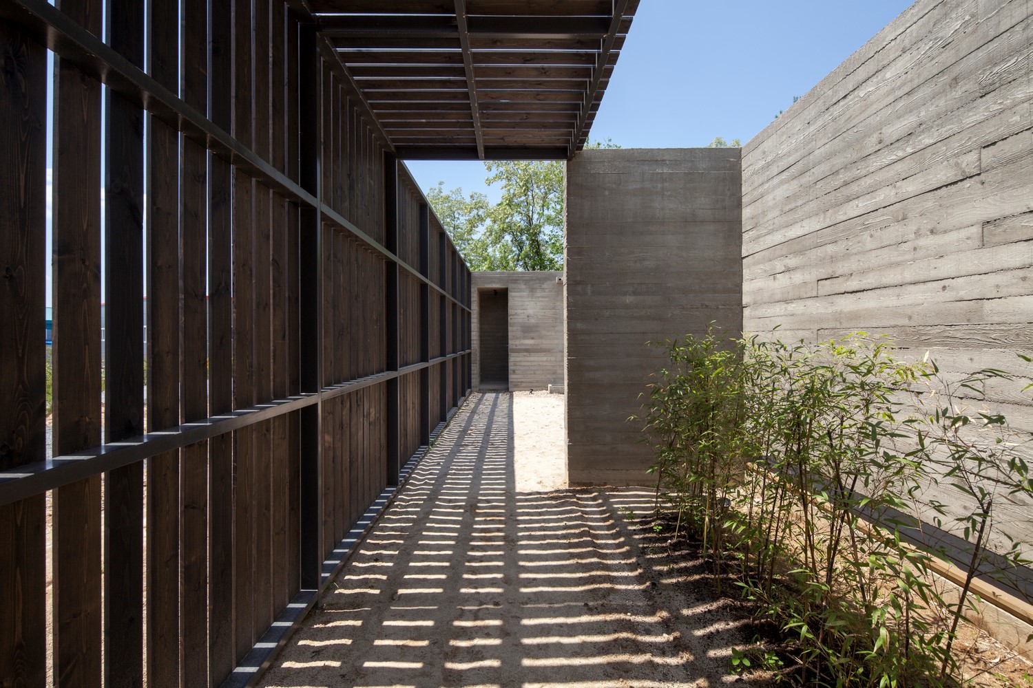 韩国蒲公英,韩国野生蒲公英的种植