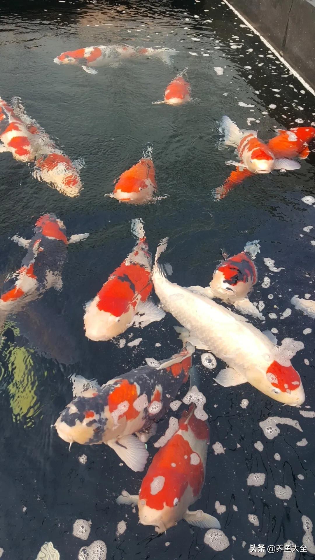 新手养的锦鲤不吃食,锦鲤不养了怎么处理掉