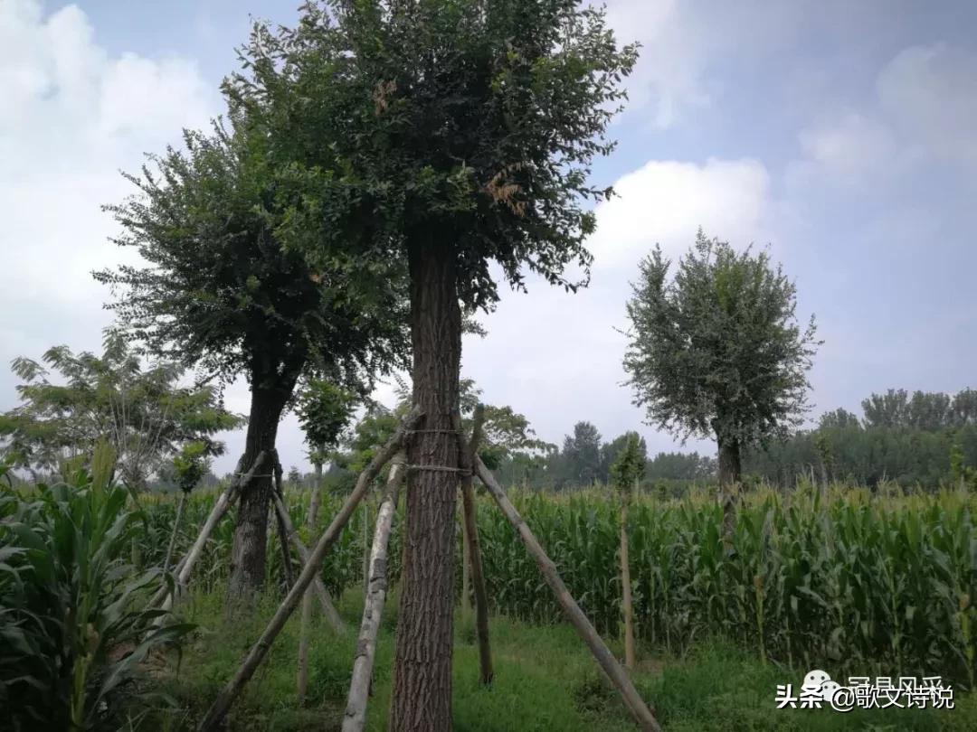 山东冠县精品苗木基地,冠县种植基地