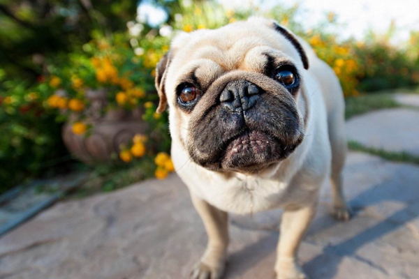 巴哥犬体味大,金毛犬和巴哥犬哪个体味更重