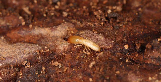 绵阳除白蚁公司怎么收费的,怎么找消灭白蚁公司