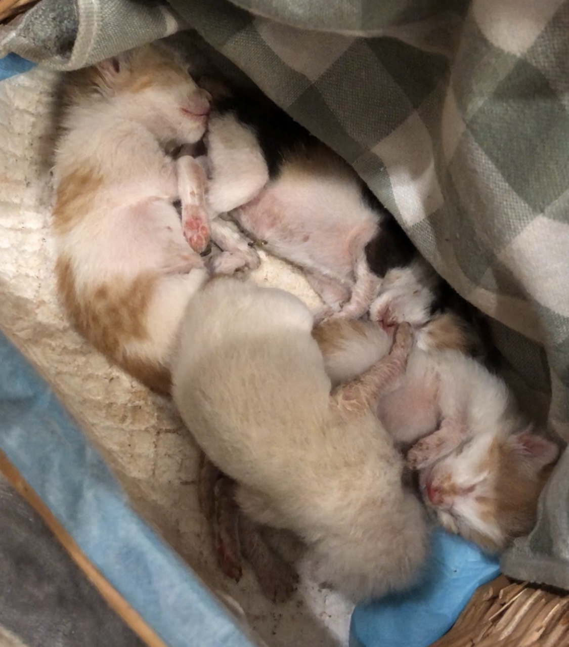 如何喂养刚出生的小奶猫,怎么喂养小奶猫