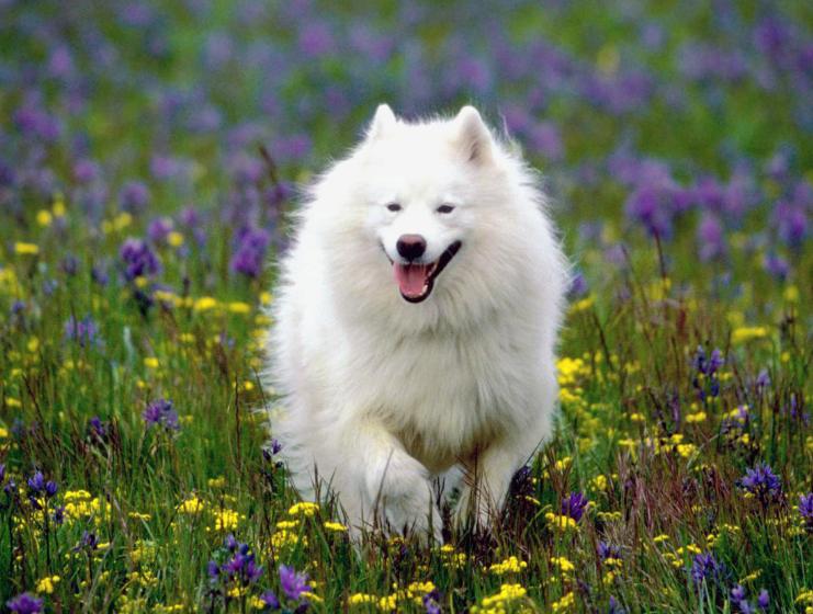 萨摩耶一天吃多少,萨摩耶一天吃多少肉最合适