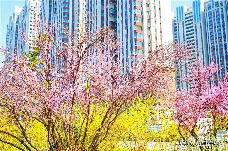 辽宁踏青赏花地点推荐,辽宁春游踏青赏杜鹃花