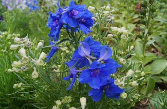 飞燕草苗期管理,飞燕花养护技巧