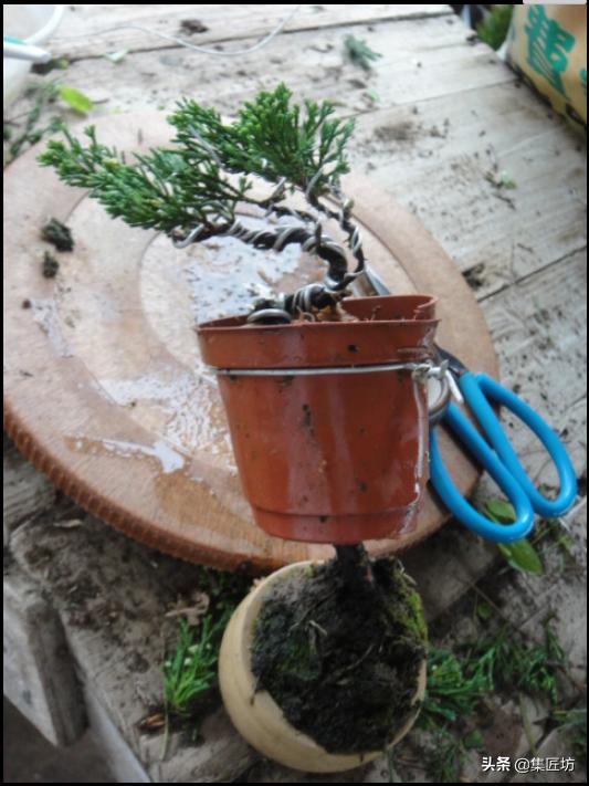 盆景老桩镂空舍利的制作,舍利盆景造型技艺图解