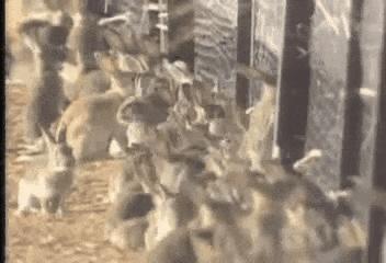 澳洲的兔子是怎么泛滥的,澳洲兔子怎么形成的