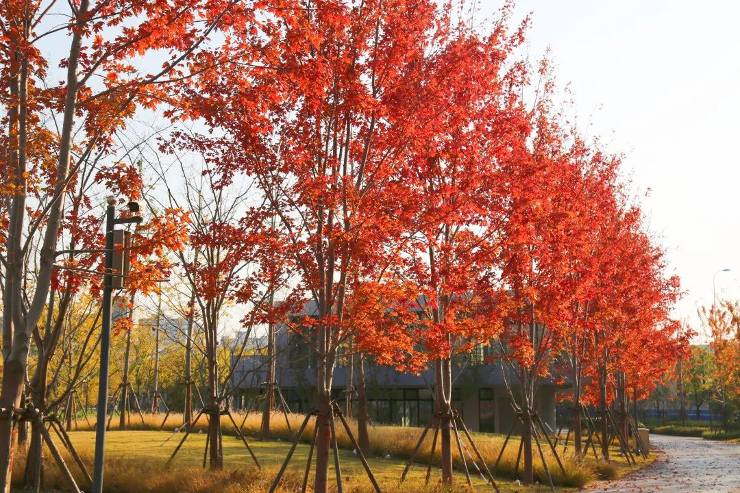 上海最美秋景,上海哪些公园可以拍秋景