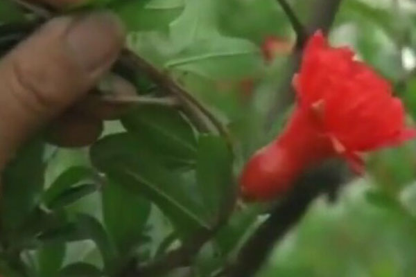 石榴刚坐果就落果是怎么回事,石榴落果