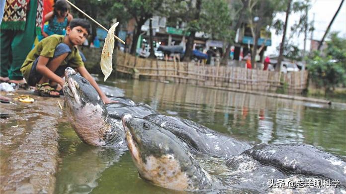 长出白斑！恒河鳖被宠到自然老死而泛滥，中国吃货能解决吗？