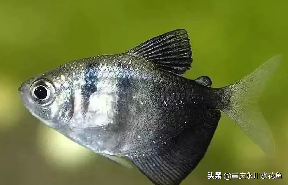 十种最漂亮的观赏鱼视频播放,观赏鱼60条