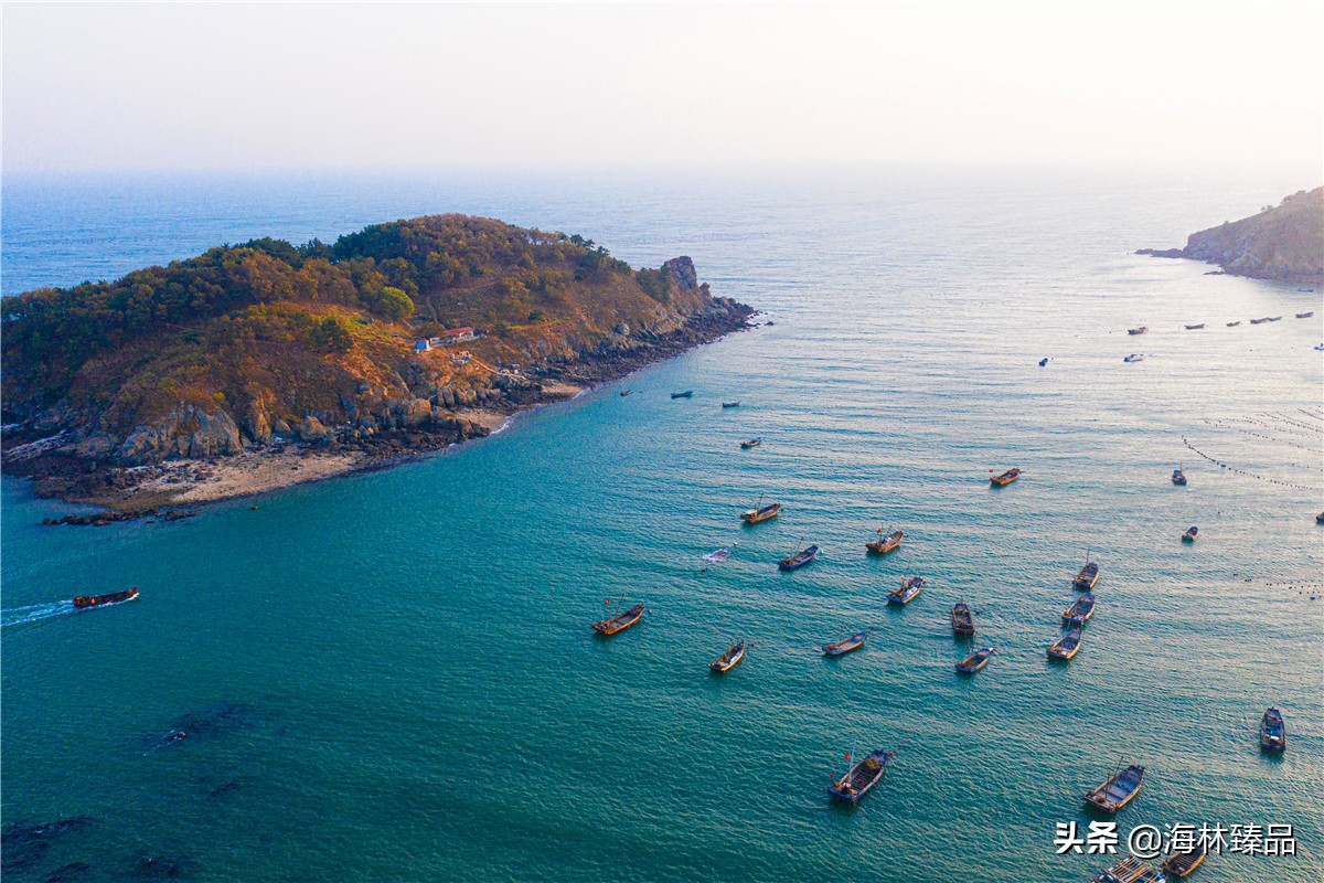 野生海参探店,野生海参采捕视频大全