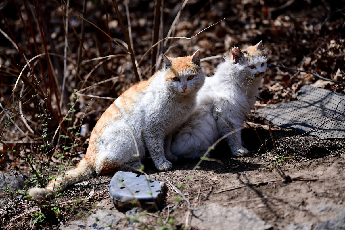 我为中华田园犬代言,我为中华田园猫抗大旗
