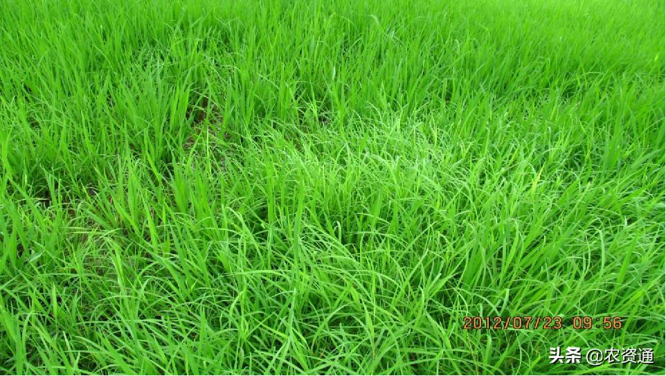 稻田除草技术,水稻田封闭除草的最新方法