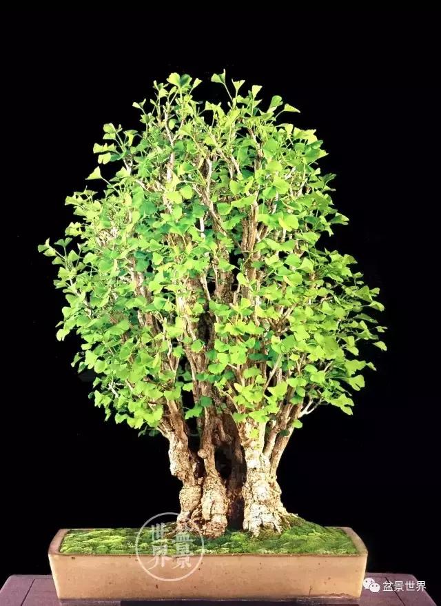 文人银杏树盆景造型参考图,银杏巨型老桩盆景