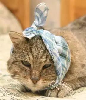 猫咪的悬趾受伤了,猫咪受伤后不大便