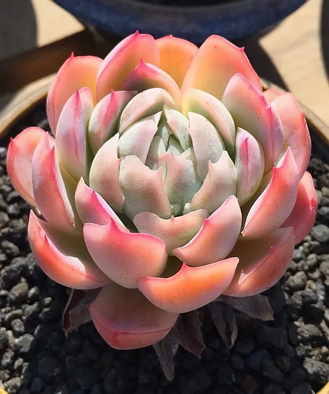 六年时间环游22个国家,却被多肉小萌物征服