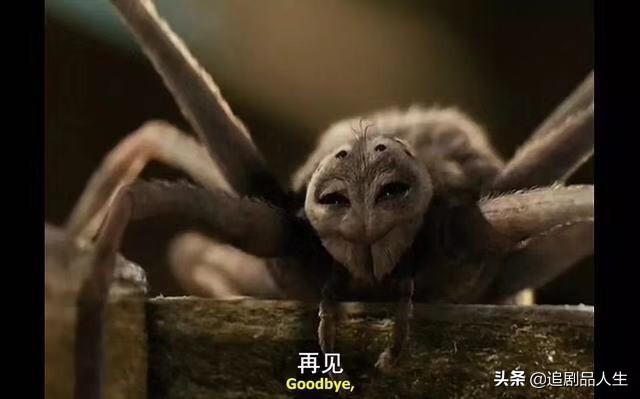 夏洛特的网中的蜘蛛品种,夏洛特的网蜘蛛的名字叫什么