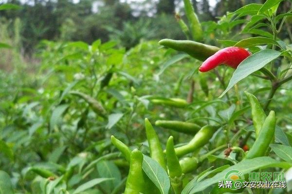 中辣的辣椒品种有哪些,朝天辣椒哪个品种最好