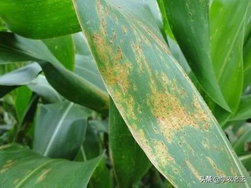 锈病的防治方法,锈病频发怎么办