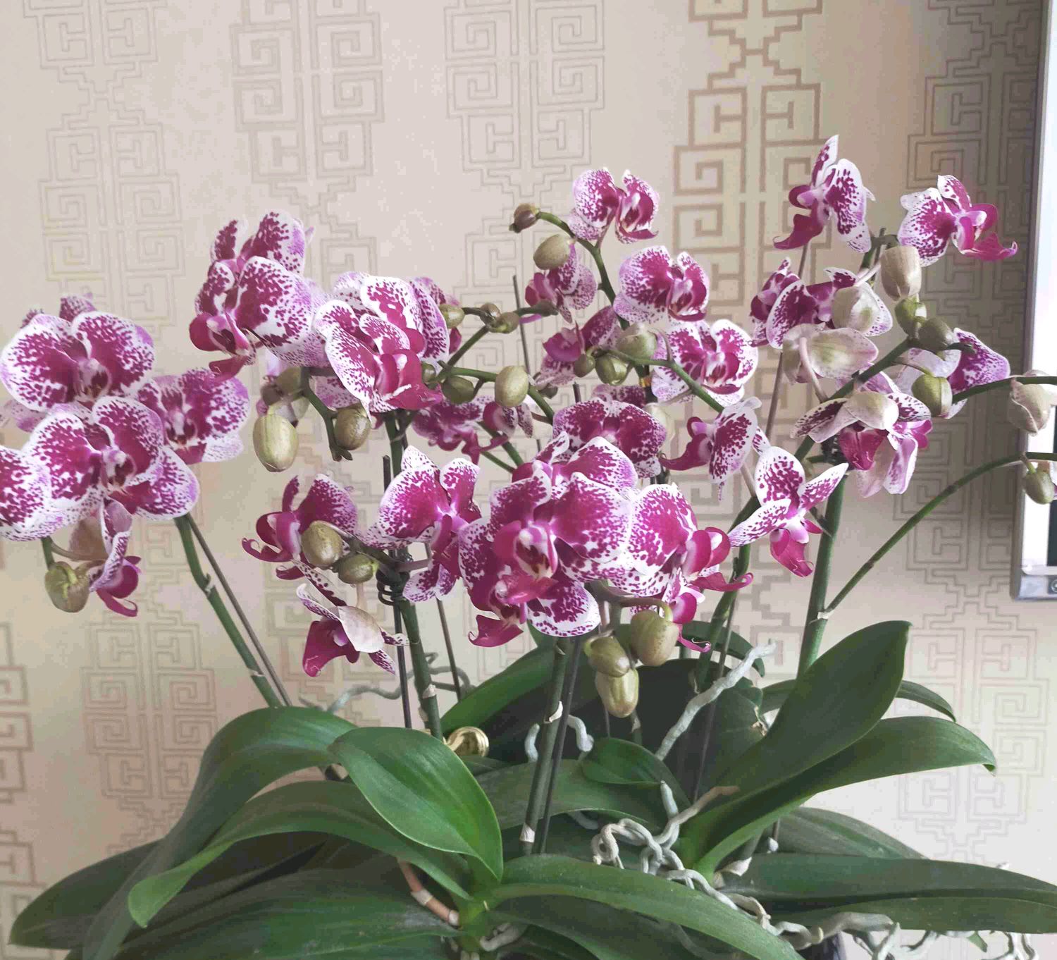 蝴蝶兰的根子不往花盆里扎，感觉蝴蝶兰根子有趋光性