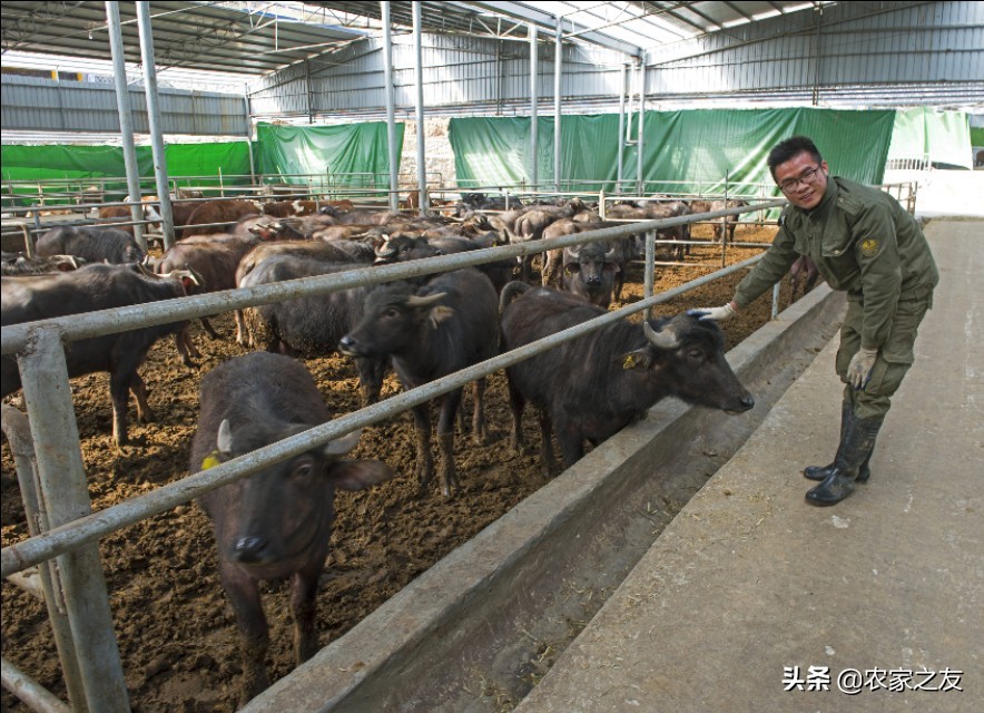 广西河池大化养牛,广西大化瑶族自治县养牛场