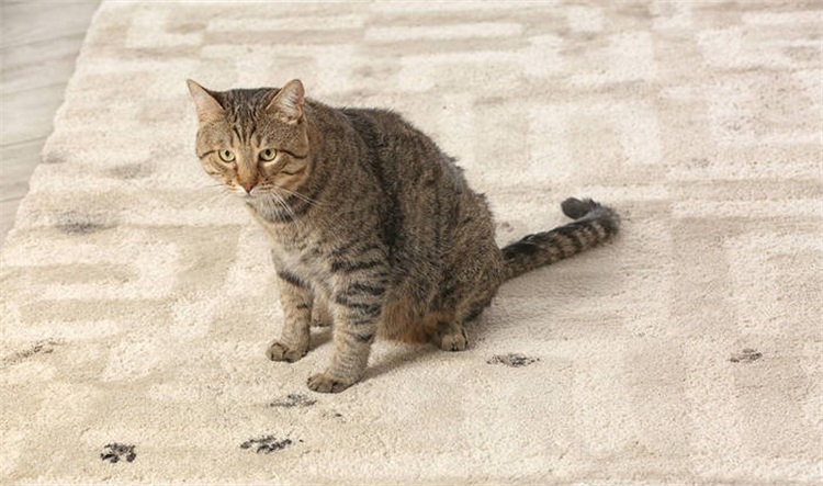 猫咪总是乱尿屎有什么解决方法,猫咪乱尿太烦人听听医生怎么说