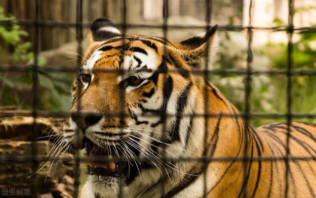 老虎逃离研究中心，为何再次冲撞猎人家的门？原来只为信任他