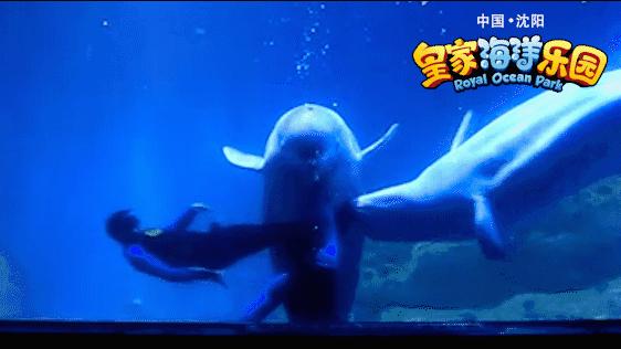 亚洲最大极地馆,中国最大的极地海洋博物馆