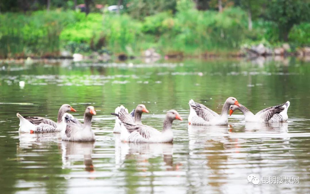 昆明第十中学白塔校区初一,昆明中学实力排名前十名