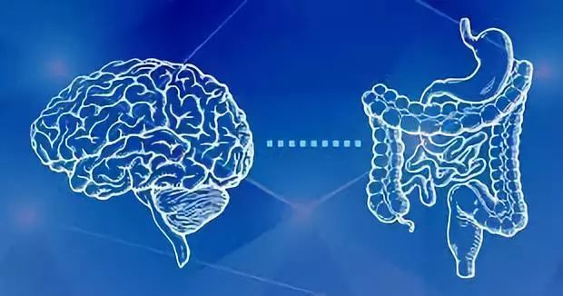 深入了解大脑,什么是肠脑轴