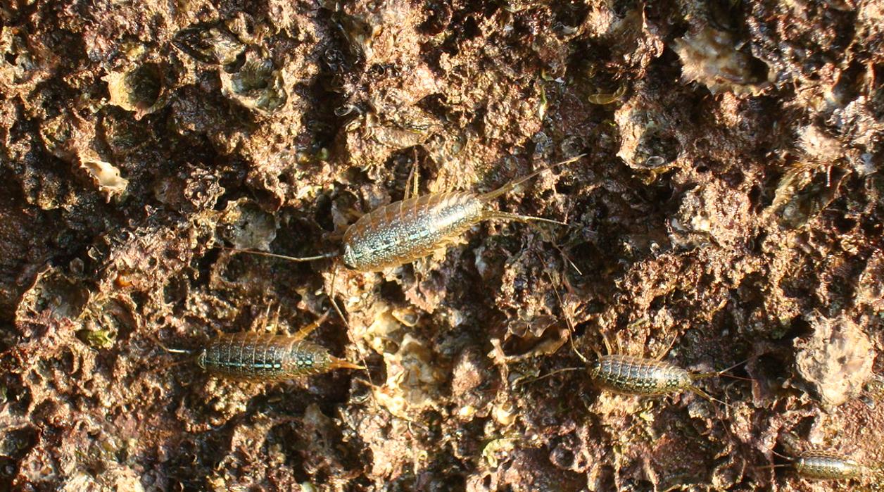 蟑螂能吃的昆虫是什么,巨大海蟑螂可以吃吗