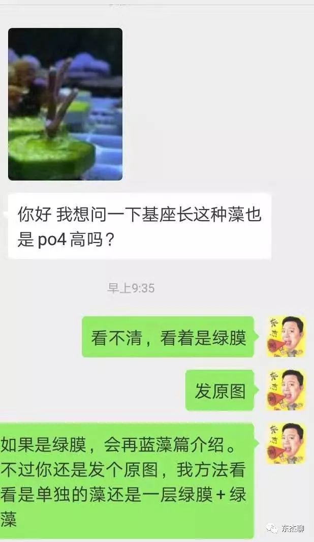 海水鱼缸里有很多虫,海水鱼缸为什么有绿藻