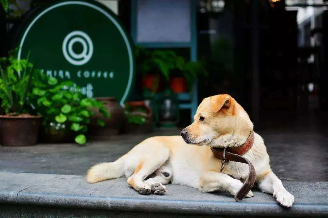 这才是真正的秋田犬,日本忠犬秋田犬