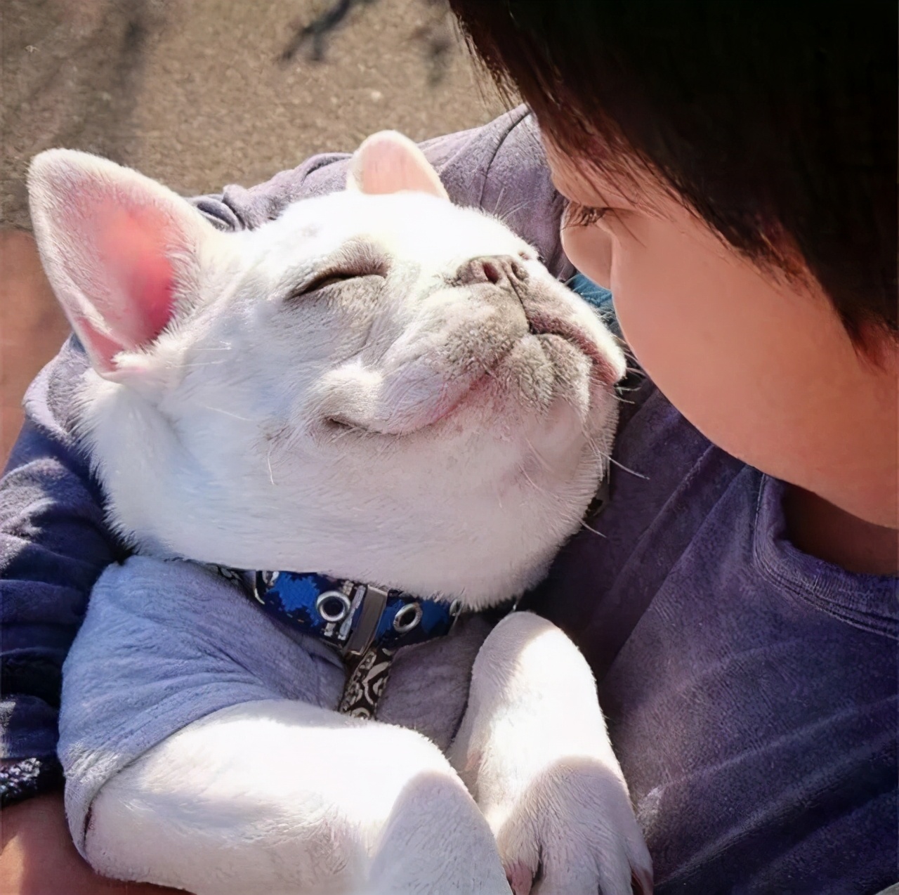 聪明的狗狗都具有以下几个特征,又大又有警惕心又聪明的狗狗